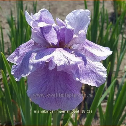 Iris sibirica 'Imperial Opal'