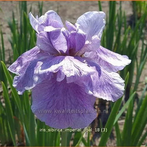 Iris sibirica 'Imperial Opal'