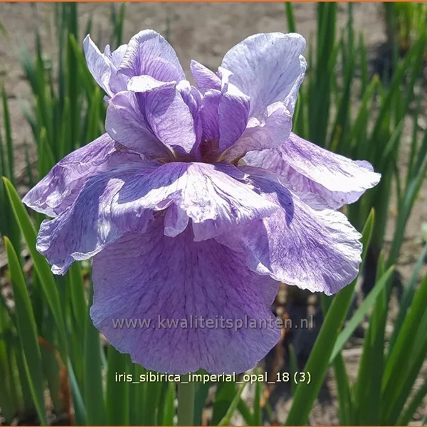 Iris sibirica 'Imperial Opal'