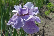 Iris sibirica 'Imperial Opal'