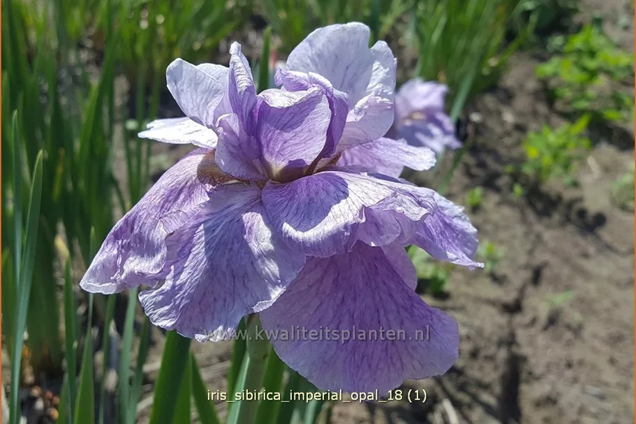 Iris sibirica 'Imperial Opal'