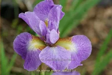 Iris sibirica 'Imperial Opal'