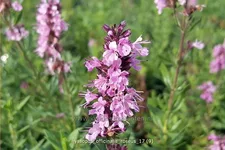 Hyssopus officinalis 'Roseus'