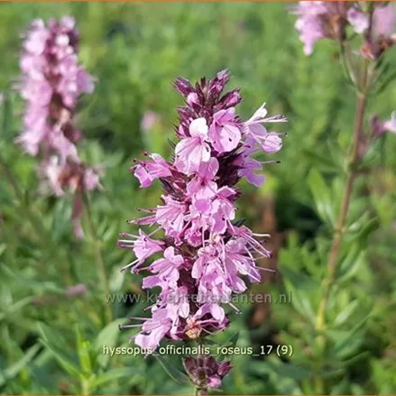 Hyssopus officinalis 'Roseus'