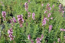 Hyssopus officinalis 'Roseus'