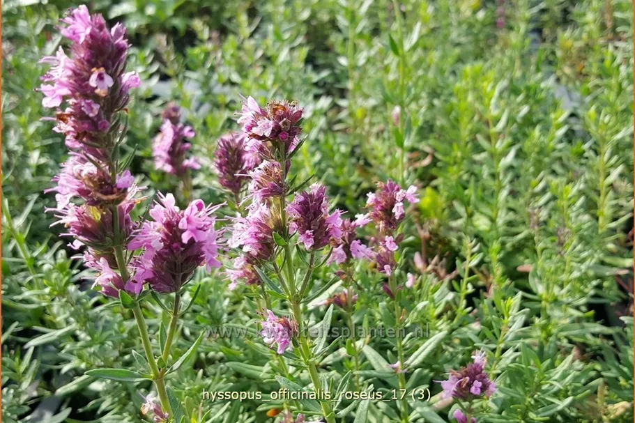 Hyssopus officinalis 'Roseus'