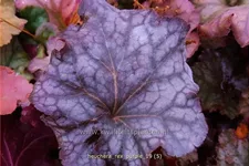 Heuchera 'Rex Purple'