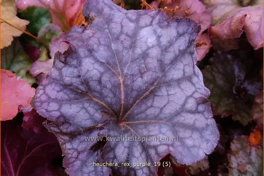 Heuchera 'Rex Purple'