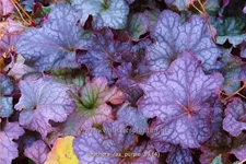 Heuchera 'Rex Purple'