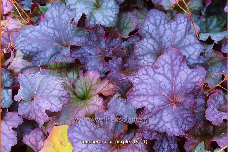 Heuchera 'Rex Purple'