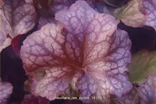 Heuchera 'Rex Purple'