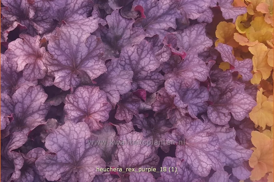 Heuchera 'Rex Purple'