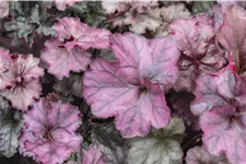 Heuchera 'Rex Purple'