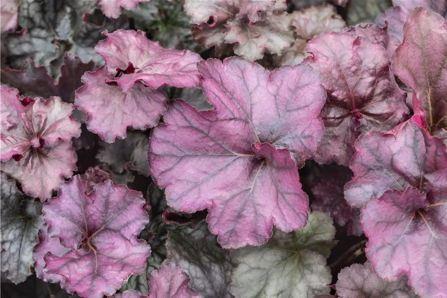 Heuchera 'Rex Purple'