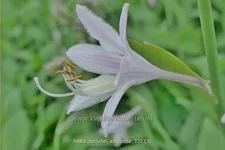 Hosta x fortunei 'Albopicta'