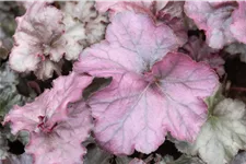 Heuchera 'Rex Purple'