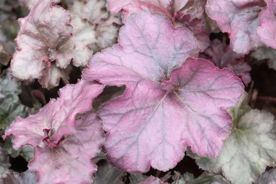 Heuchera 'Rex Purple'