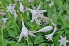 Hosta x fortunei 'Albopicta'