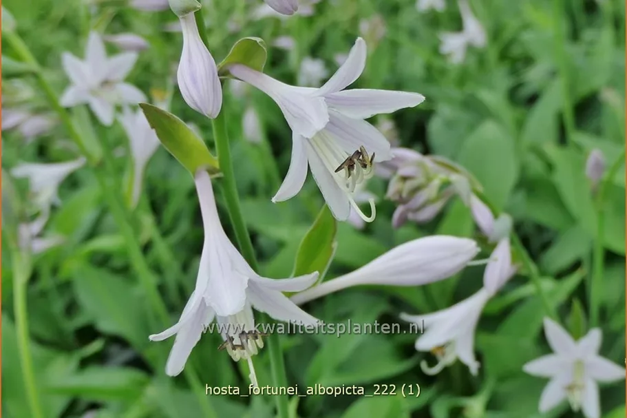 Hosta x fortunei 'Albopicta'