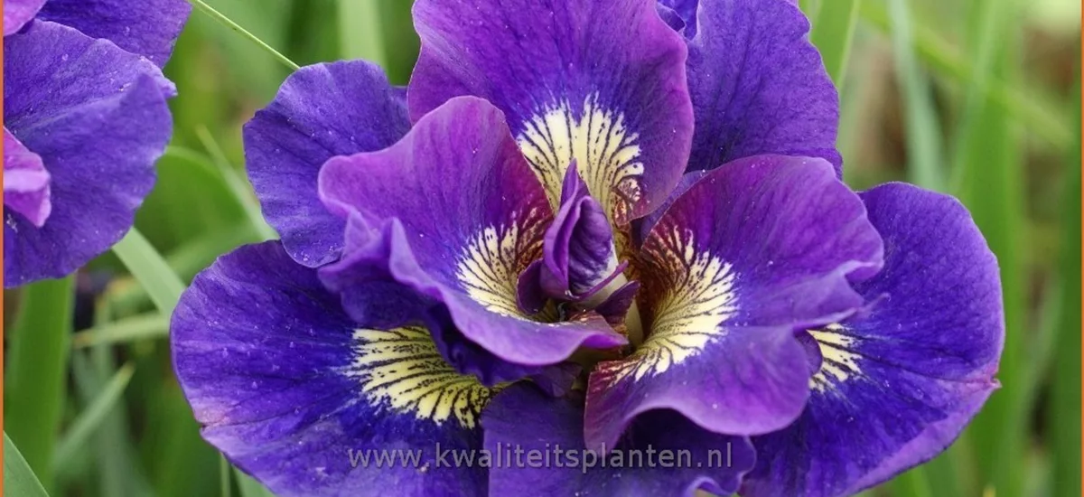 Iris sibirica 'Kaboom'