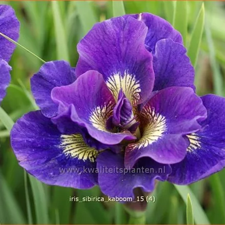 Iris sibirica 'Kaboom'