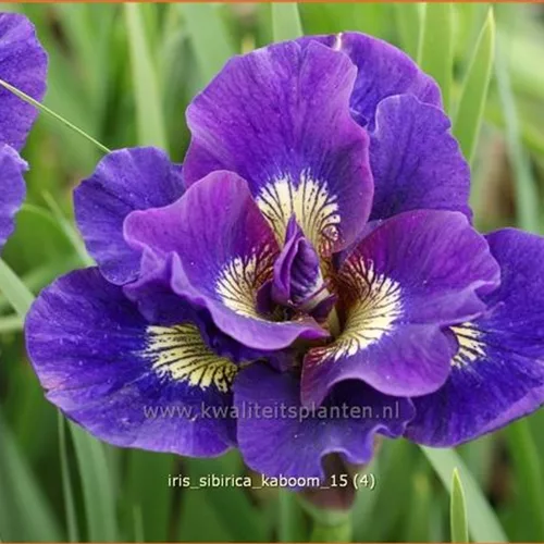 Iris sibirica 'Kaboom'