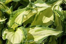 Hosta x fortunei 'Albopicta'