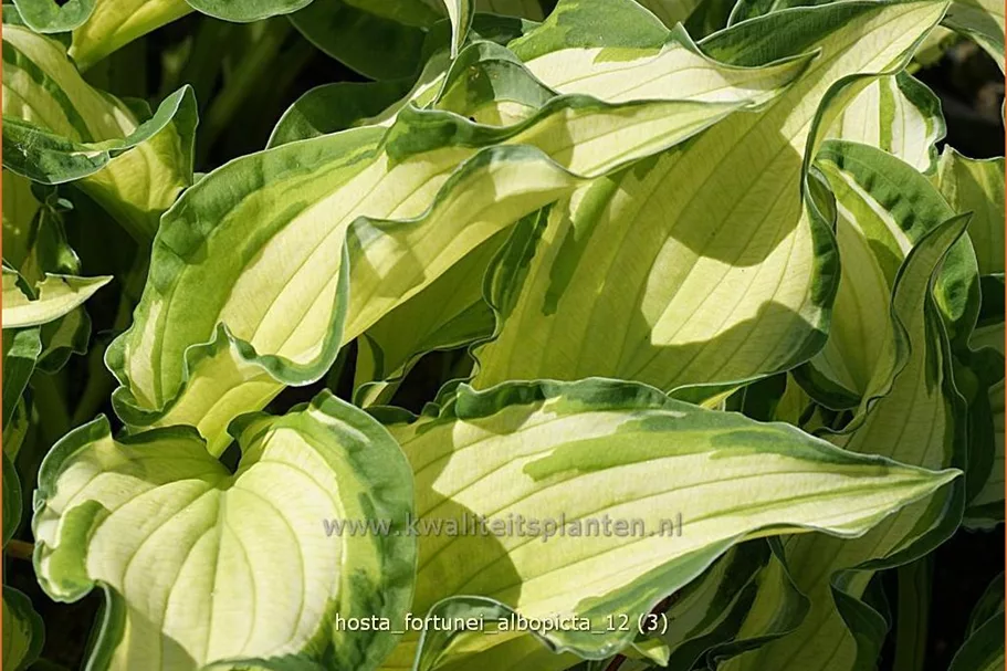 Hosta x fortunei 'Albopicta'