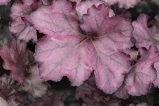 Heuchera 'Rex Purple'