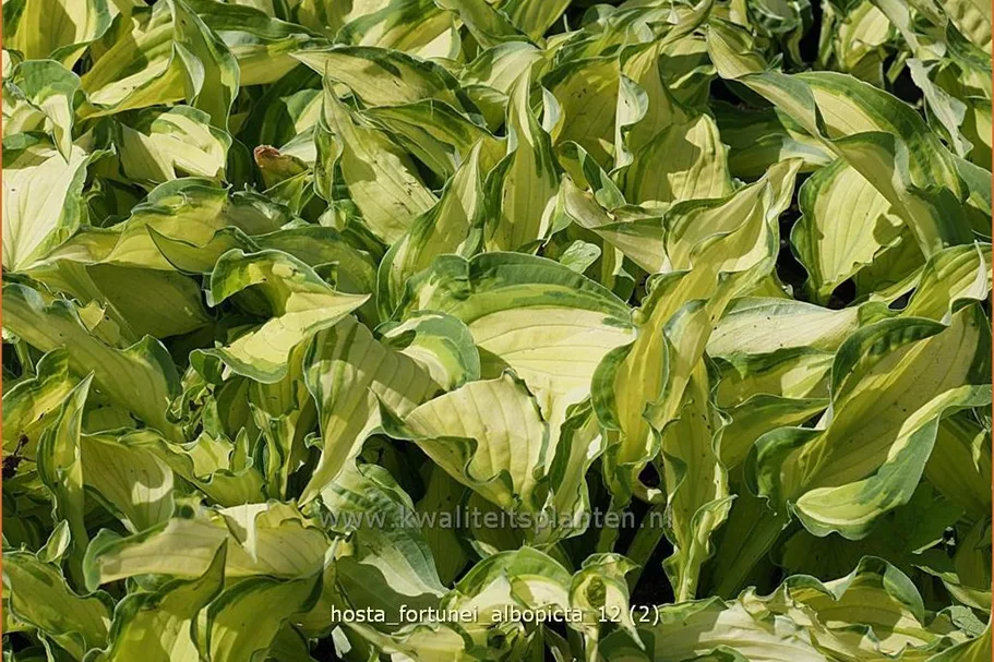 Hosta x fortunei 'Albopicta'