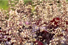 Heuchera 'Rex Purple'
