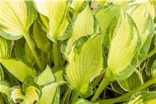 Hosta x fortunei 'Albopicta'