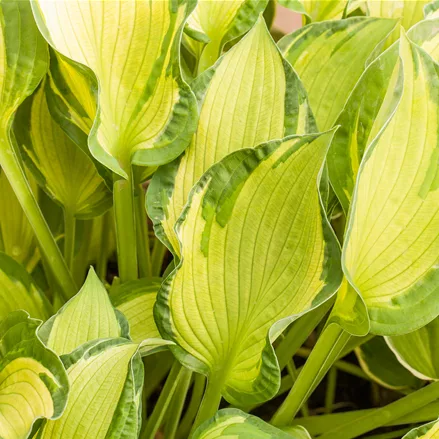Hosta x fortunei 'Albopicta'