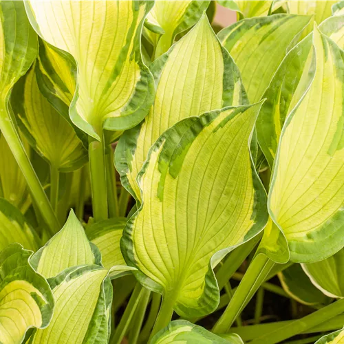 Hosta x tardiana 'June'®