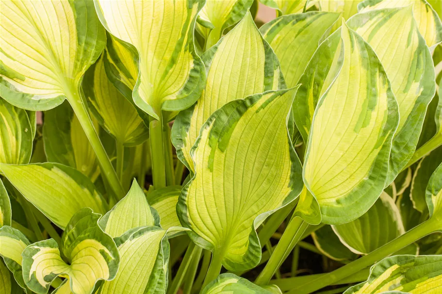 Hosta x fortunei 'Albopicta'
