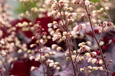 Heuchera 'Rex Purple'
