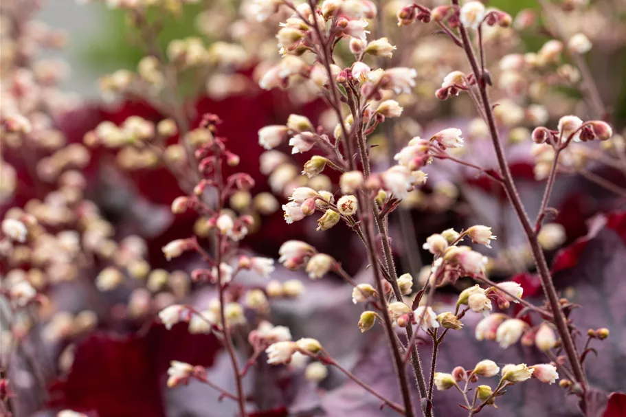 Heuchera 'Rex Purple'