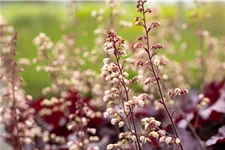 Heuchera 'Rex Purple'