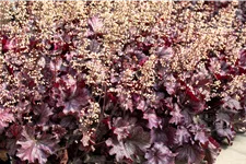 Heuchera 'Rex Purple'