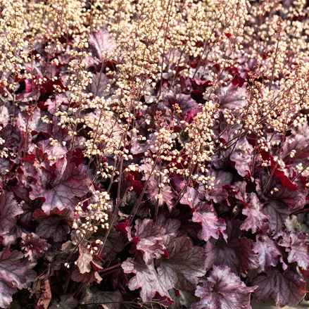 Heuchera 'Rex Purple'
