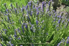 Hyssopus officinalis subsp. aristatus