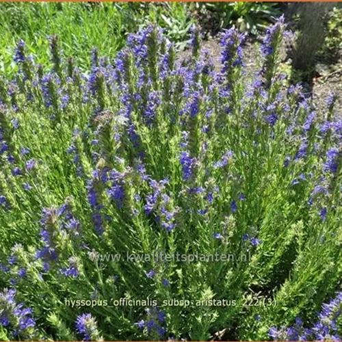Hyssopus officinalis subsp. aristatus