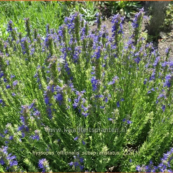 Hyssopus officinalis subsp. aristatus