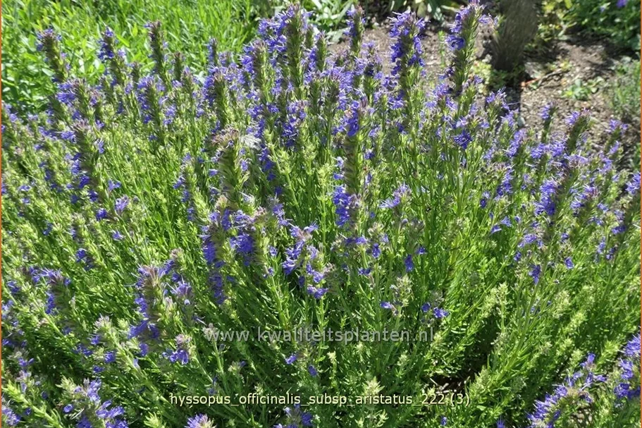 Hyssopus officinalis subsp. aristatus