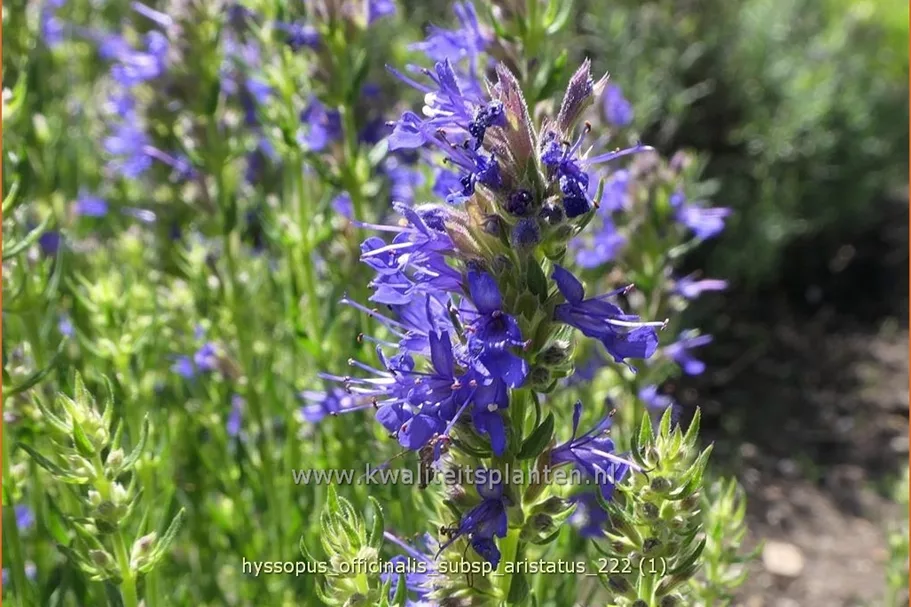 Hyssopus officinalis subsp. aristatus