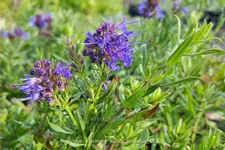 Hyssopus officinalis subsp. aristatus
