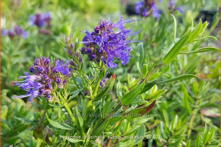Hyssopus officinalis subsp. aristatus