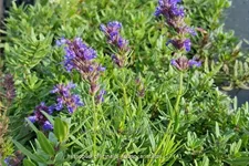 Hyssopus officinalis subsp. aristatus