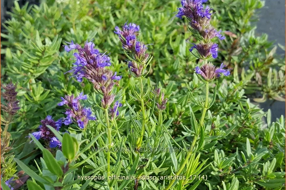 Hyssopus officinalis subsp. aristatus