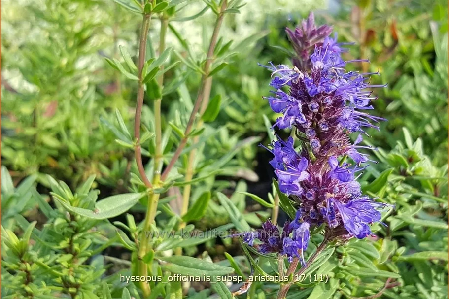 Hyssopus officinalis subsp. aristatus